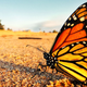 Illustration for article titled Redesigning Our Cities and Highways to Help Feed Monarch Butterflies